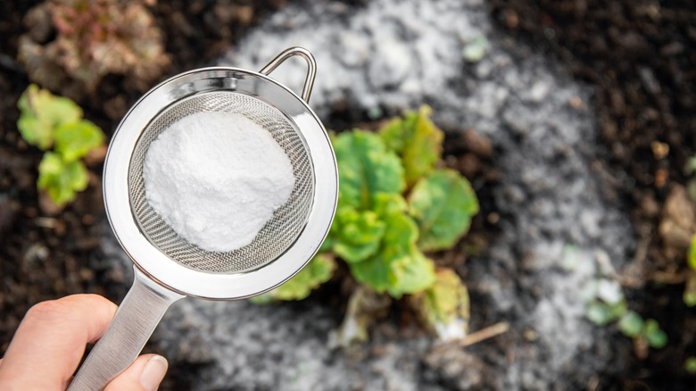 sprinkling baking soda on plants with a sieve