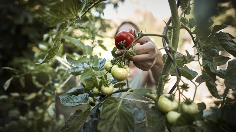 hand reaches for ripe tomato from vine