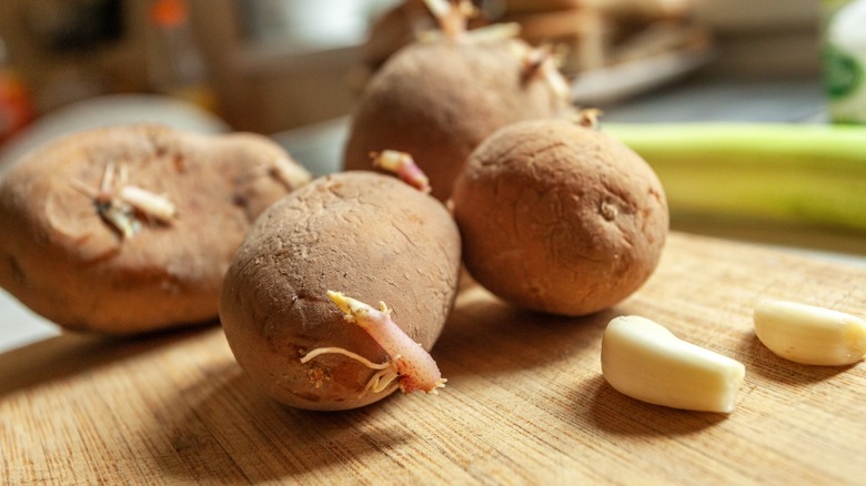 sprouting, old potatoes on a board with garlic